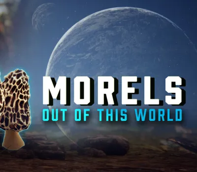 Morels: Out of this World PC Steam CD Key