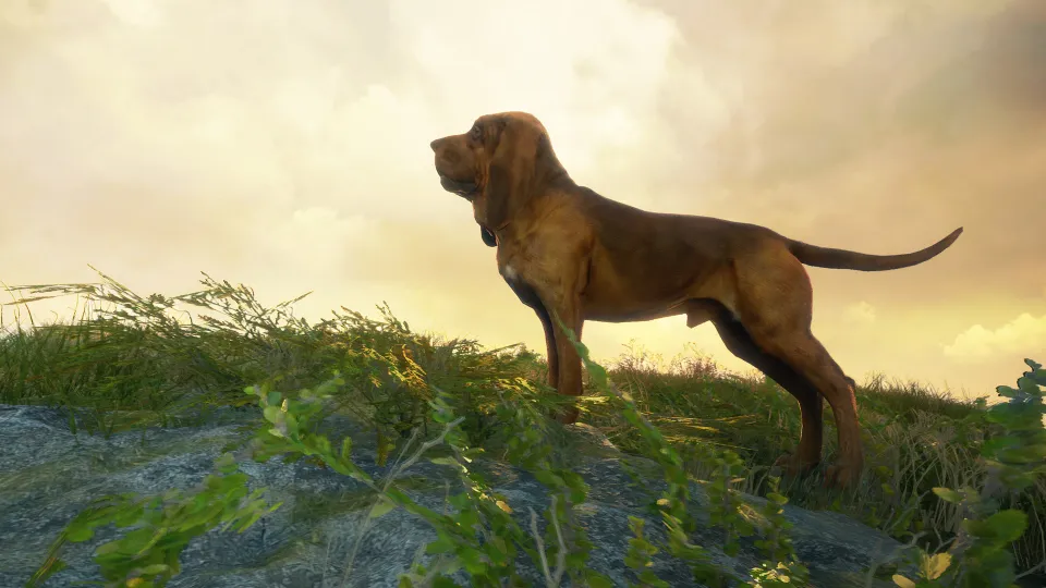 TheHunter: Call of the Wild - Bloodhound